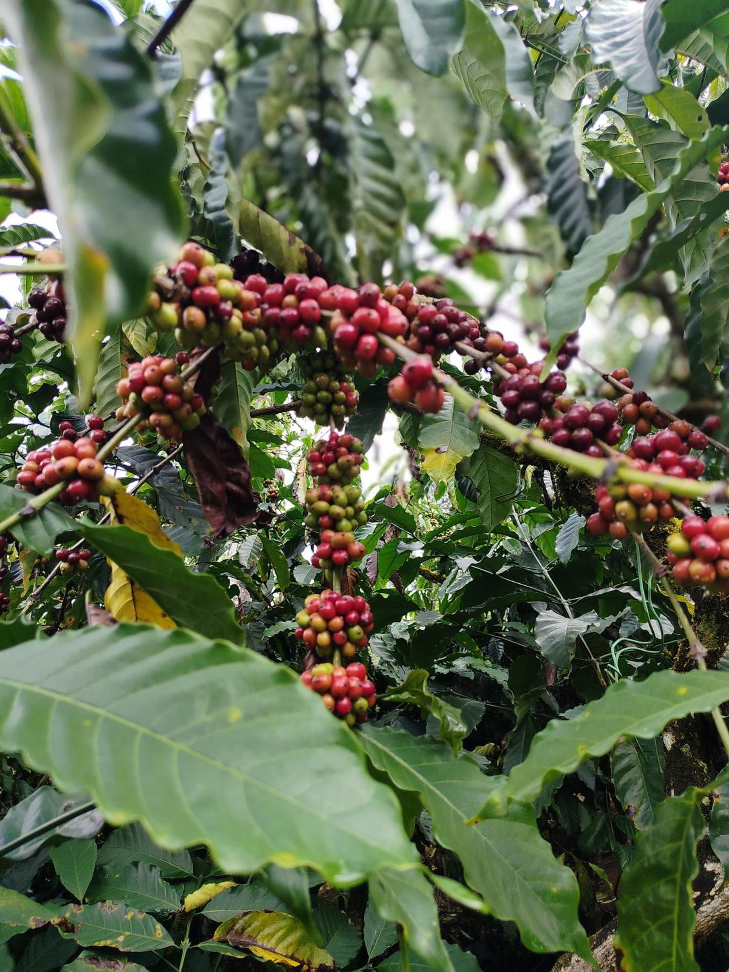 Shivalaya Homestay, Madikeri Siddāpur 外观 照片