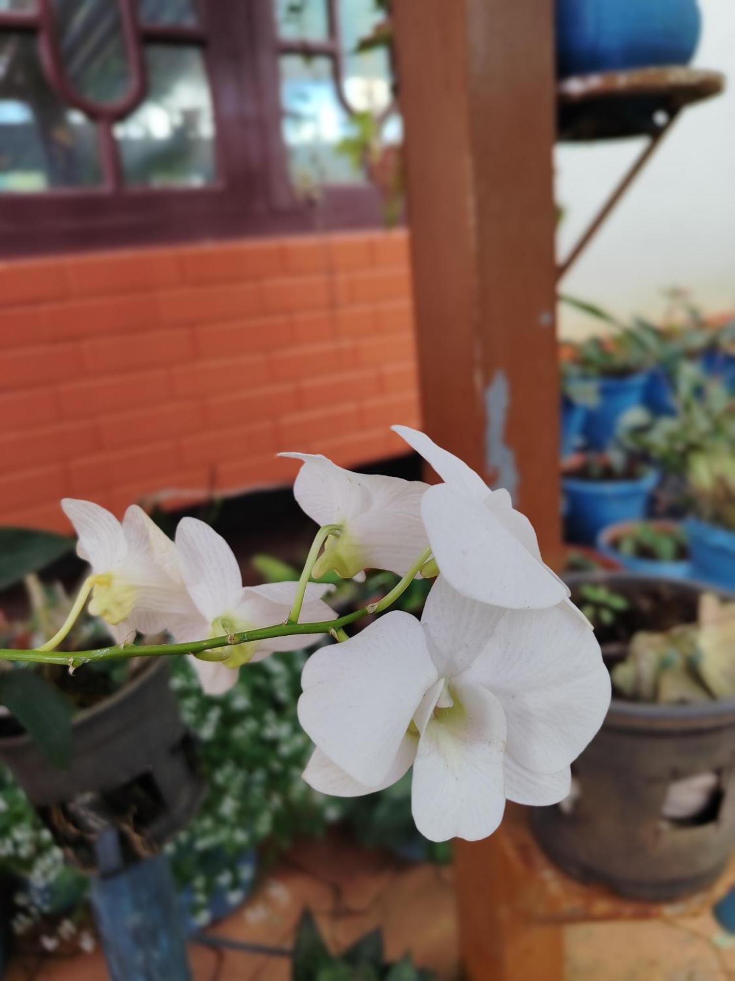 Shivalaya Homestay, Madikeri Siddāpur 外观 照片