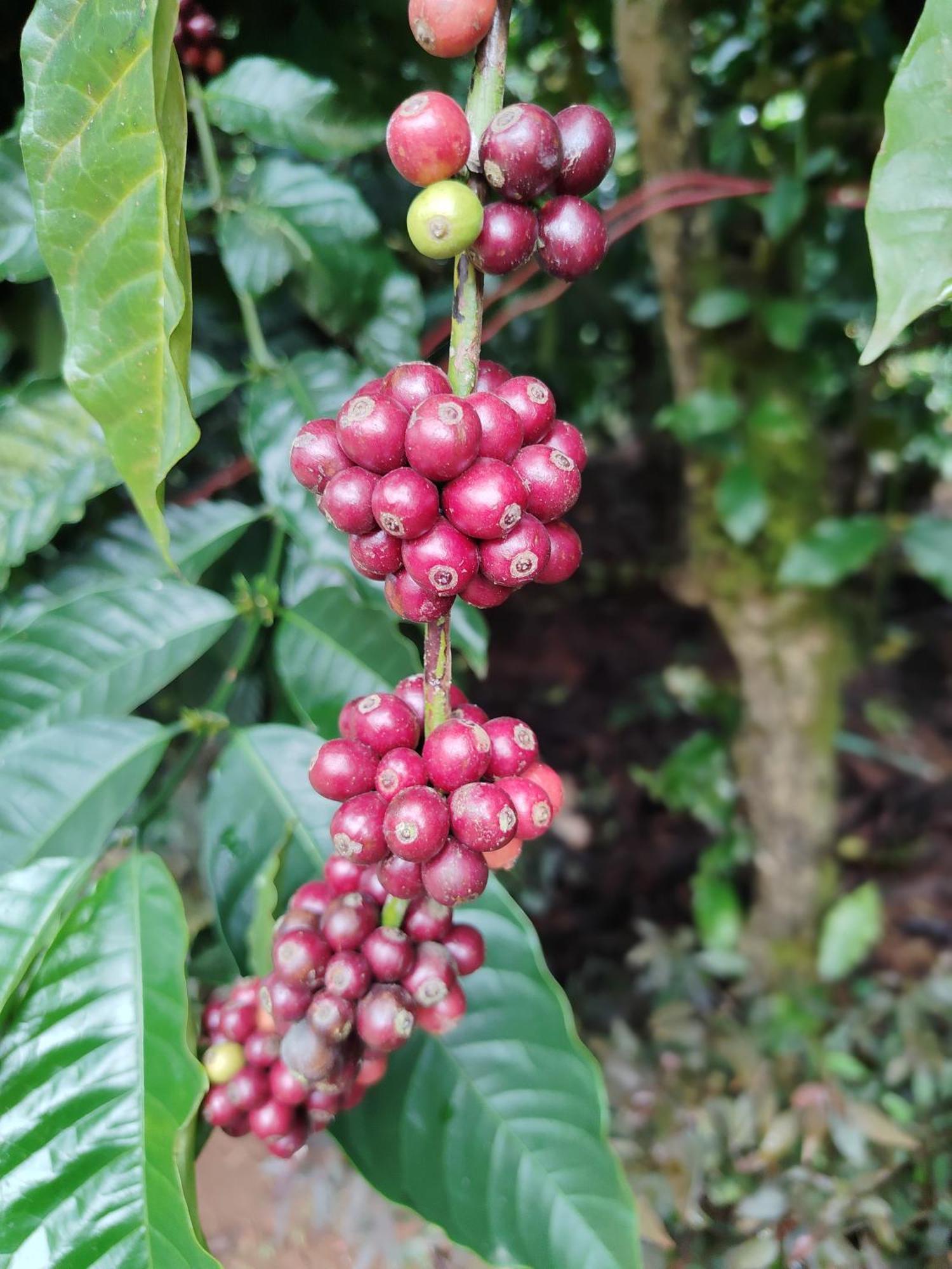 Shivalaya Homestay, Madikeri Siddāpur 外观 照片